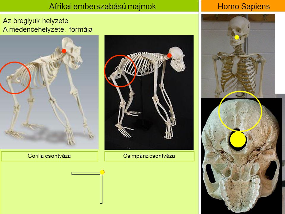 Afrikai emberszabású majmok Homo Sapiens