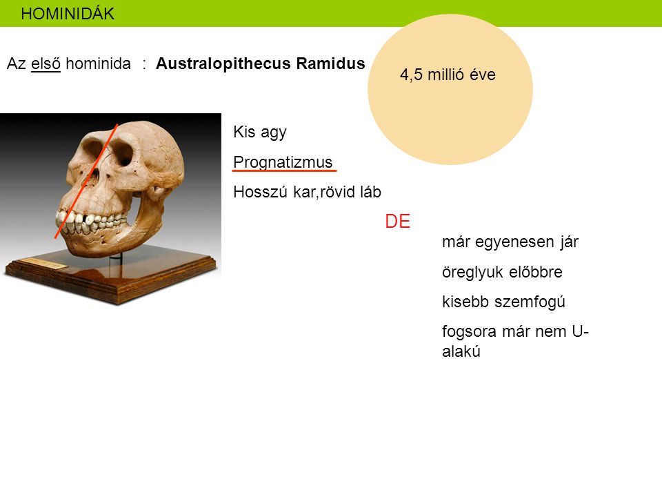 DE HOMINIDÁK Az első hominida : Australopithecus Ramidus