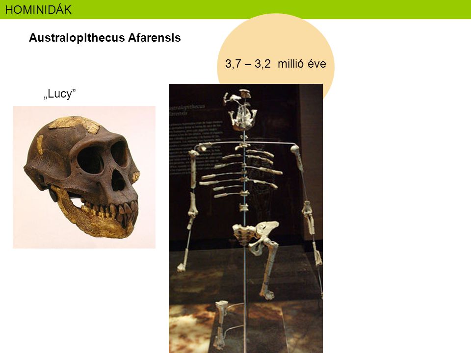 HOMINIDÁK Australopithecus Afarensis 3,7 – 3,2 millió éve „Lucy
