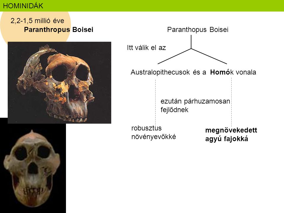 HOMINIDÁK 2,2-1,5 millió éve. Paranthropus Boisei. Paranthopus Boisei. Itt válik el az. Australopithecusok és a Homók vonala.