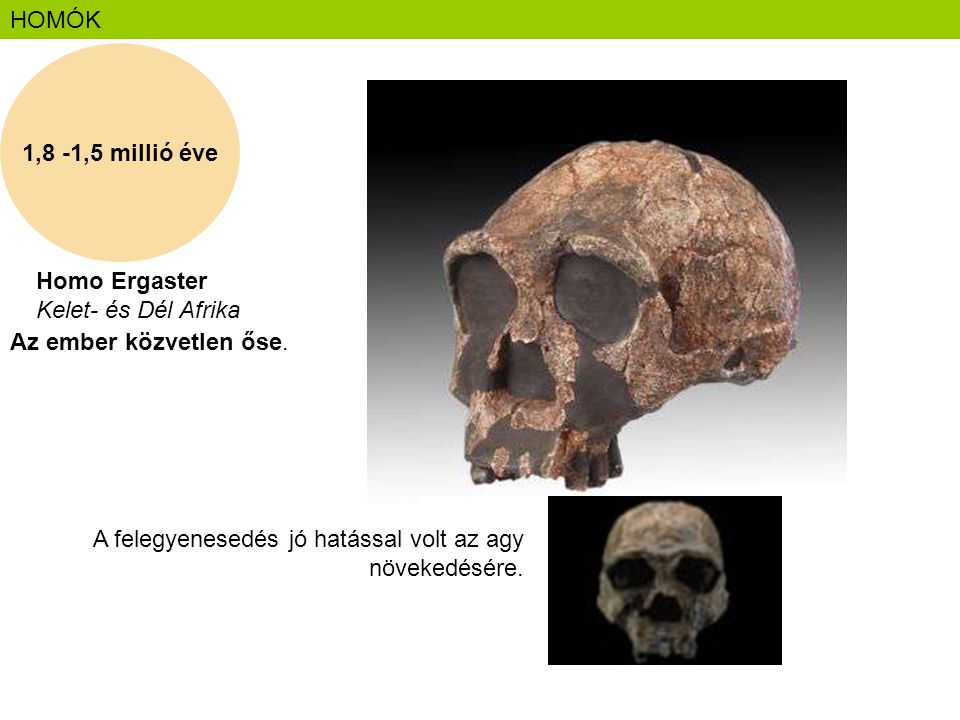 HOMÓK 1,8 -1,5 millió éve. Homo Ergaster Kelet- és Dél Afrika. Az ember közvetlen őse.