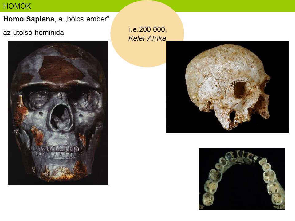HOMÓK i.e , Kelet-Afrika Homo Sapiens, a „bölcs ember az utolsó hominida