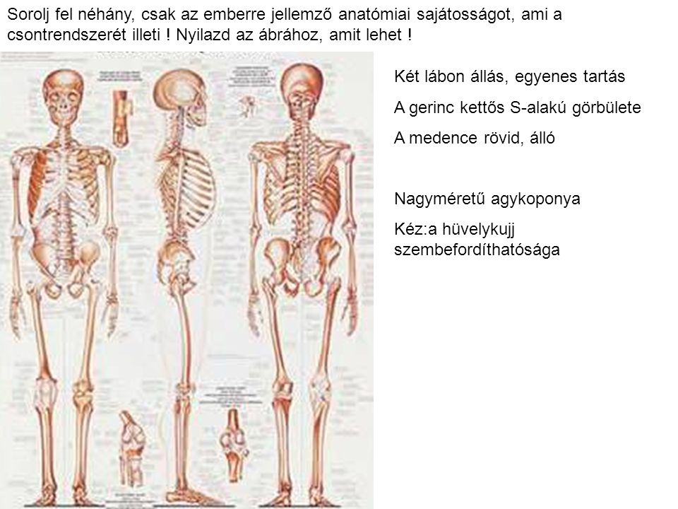 Sorolj fel néhány, csak az emberre jellemző anatómiai sajátosságot, ami a csontrendszerét illeti ! Nyilazd az ábrához, amit lehet !