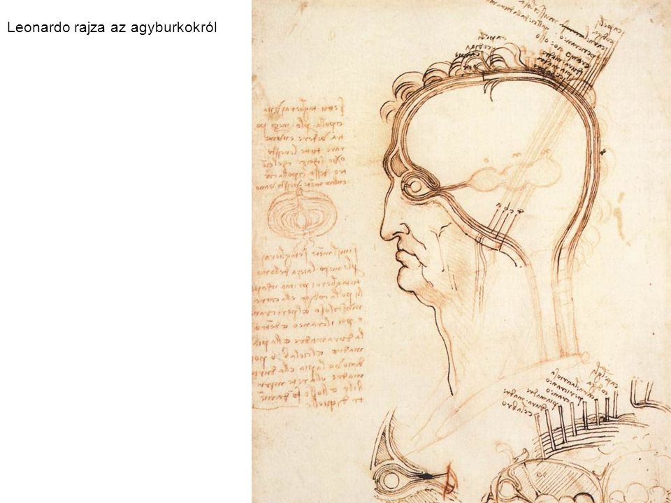 Leonardo rajza az agyburkokról