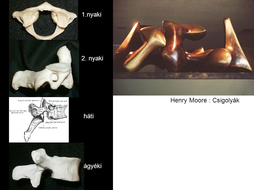 1.nyaki 2. nyaki Henry Moore : Csigolyák háti ágyéki