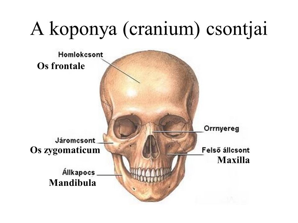 A koponya (cranium) csontjai