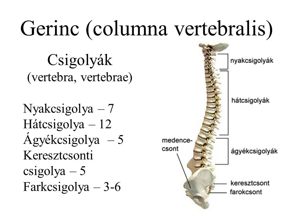Gerinc (columna vertebralis)