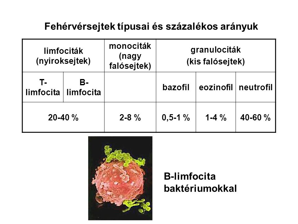limfociták (nyiroksejtek) monociták (nagy falósejtek)