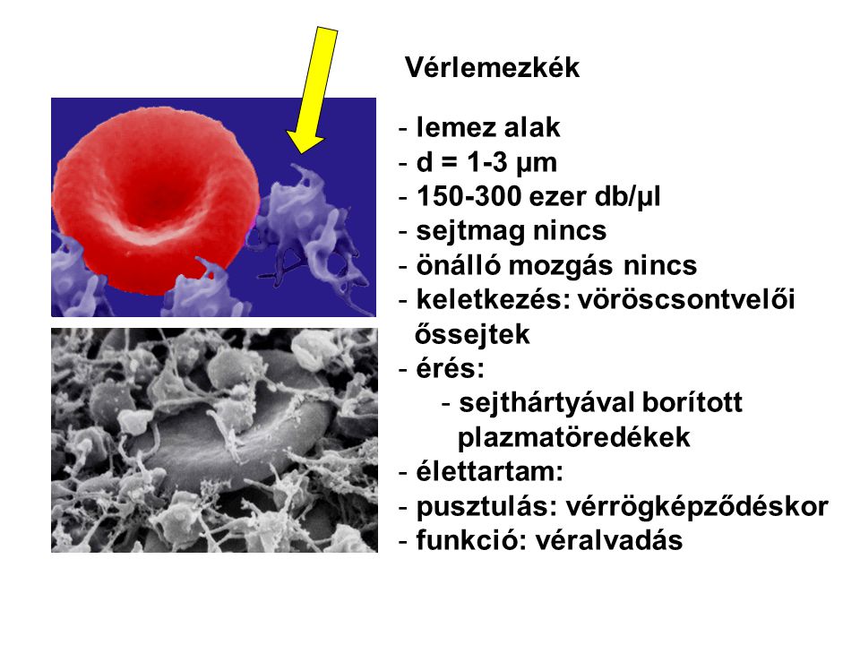 Vérlemezkék lemez alak. d = 1-3 μm ezer db/μl. sejtmag nincs. önálló mozgás nincs. keletkezés: vöröscsontvelői.