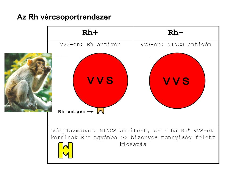 Rh+ Rh- Az Rh vércsoportrendszer VVS-en: Rh antigén