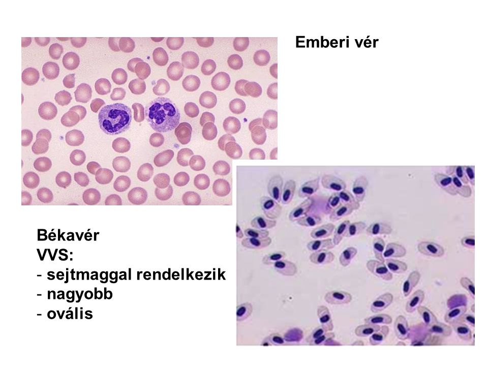 Emberi vér Békavér VVS: sejtmaggal rendelkezik nagyobb ovális
