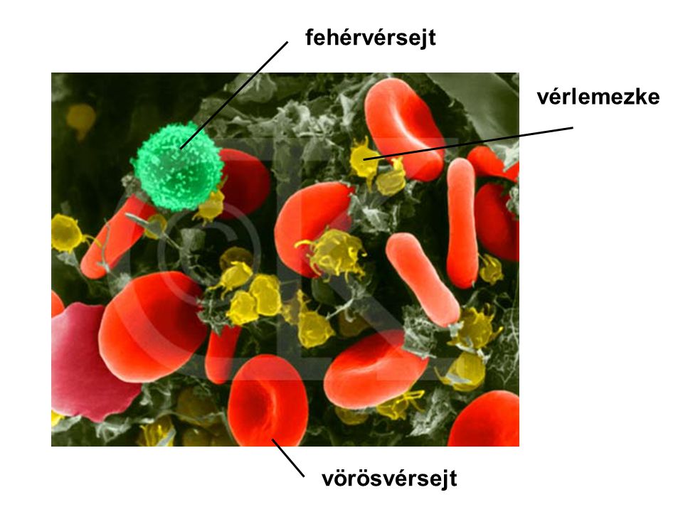 fehérvérsejt vérlemezke vörösvérsejt