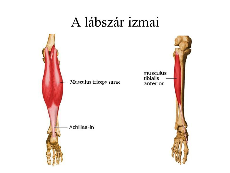 A lábszár izmai Musculus triceps surae