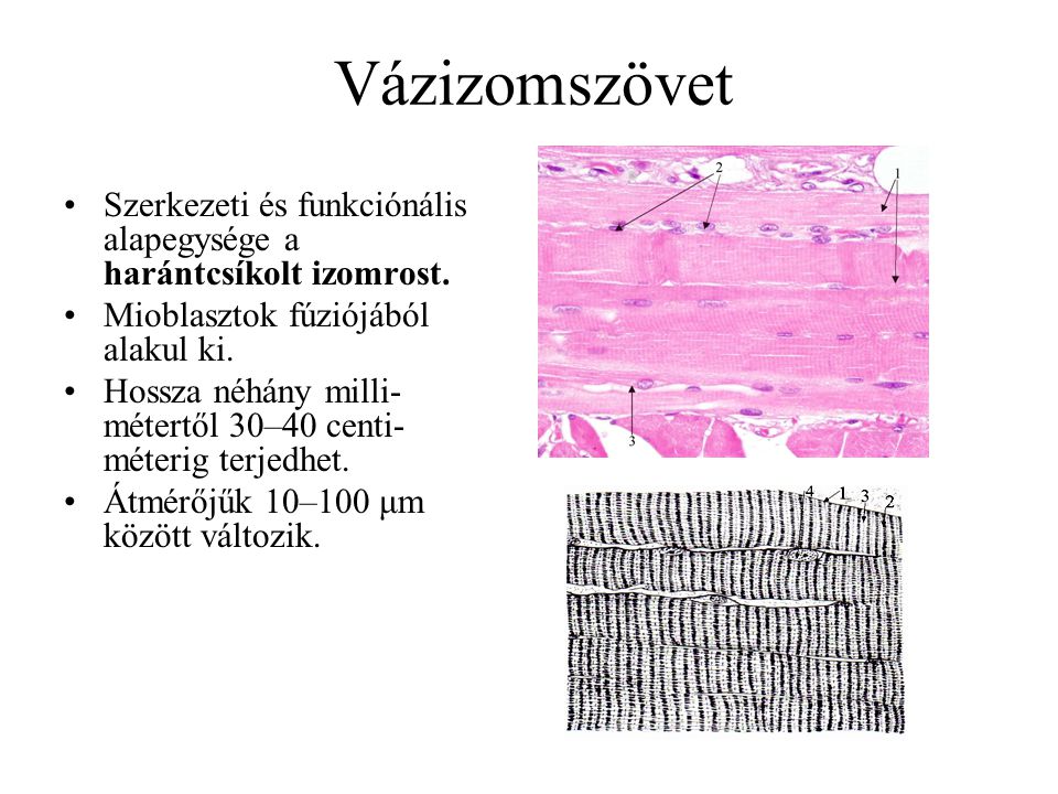 Vázizomszövet Szerkezeti és funkciónális alapegysége a harántcsíkolt izomrost. Mioblasztok fúziójából alakul ki.