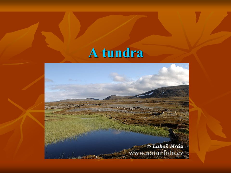 A tundra
