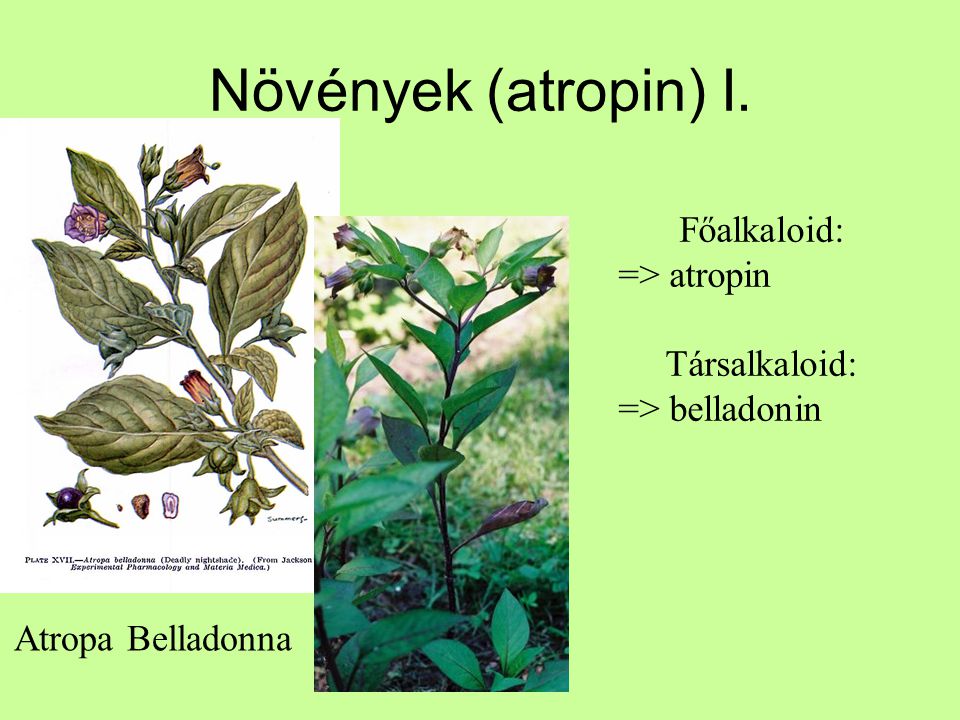 Növények (atropin) I. Főalkaloid: => atropin Társalkaloid: