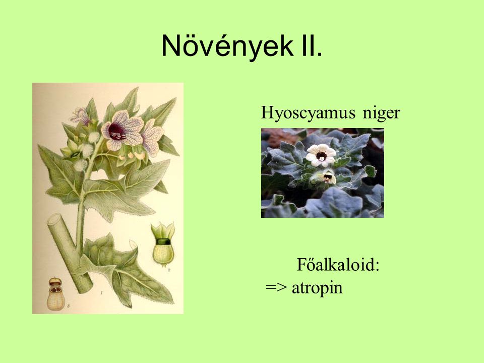 Növények II. Hyoscyamus niger Főalkaloid: => atropin