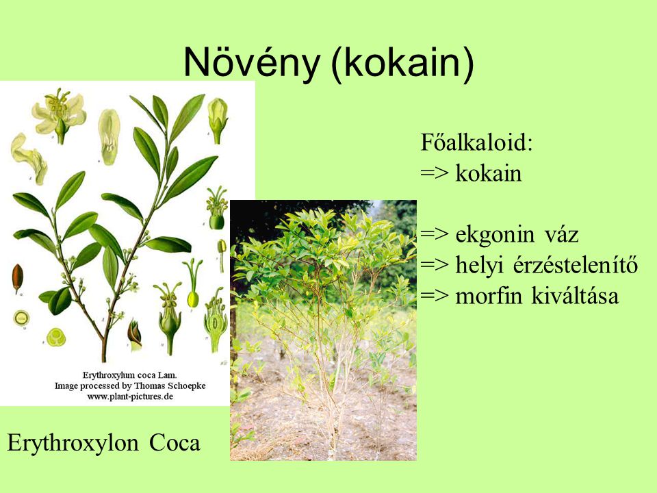 Növény (kokain) Főalkaloid: => kokain => ekgonin váz