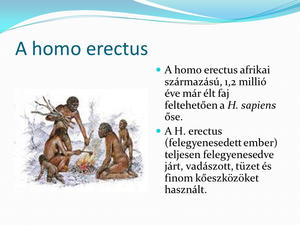 A homo erectus A homo erectus afrikai származású, 1,2 millió éve már élt faj feltehetően a H. sapiens őse.