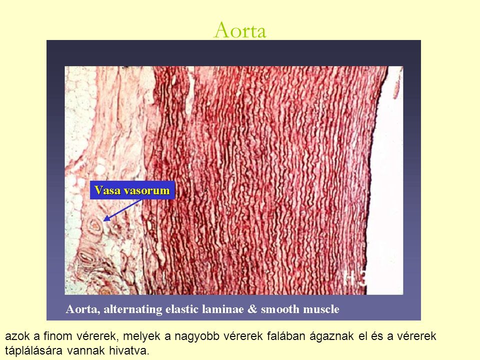 Aorta azok a finom vérerek, melyek a nagyobb vérerek falában ágaznak el és a vérerek táplálására vannak hivatva.