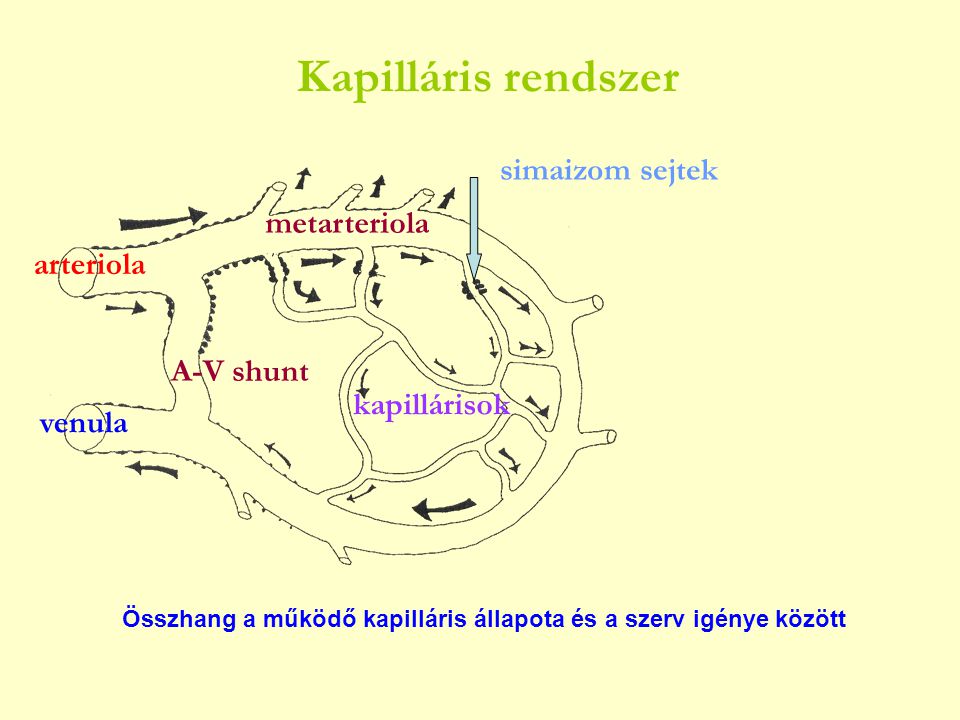 Kapilláris rendszer simaizom sejtek metarteriola arteriola A-V shunt