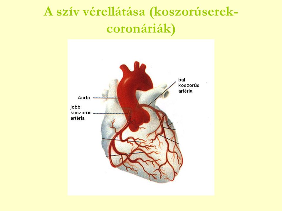 A szív vérellátása (koszorúserek-coronáriák)