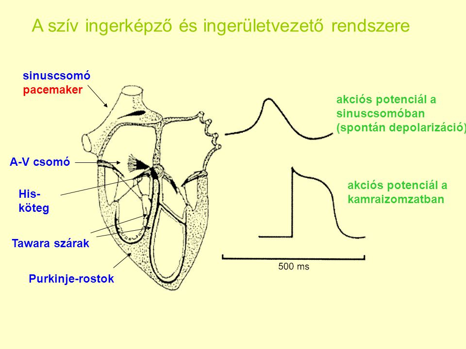A szív ingerképző és ingerületvezető rendszere