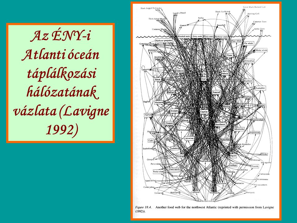Az ÉNY-i Atlanti óceán táplálkozási hálózatának vázlata (Lavigne 1992)