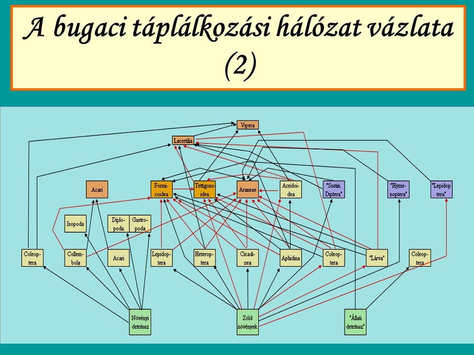 A bugaci táplálkozási hálózat vázlata (2)