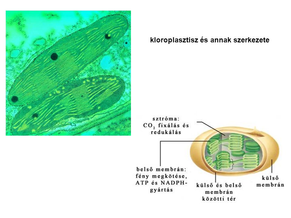 kloroplasztisz és annak szerkezete