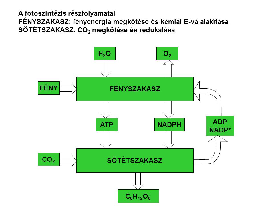 A fotoszintézis részfolyamatai
