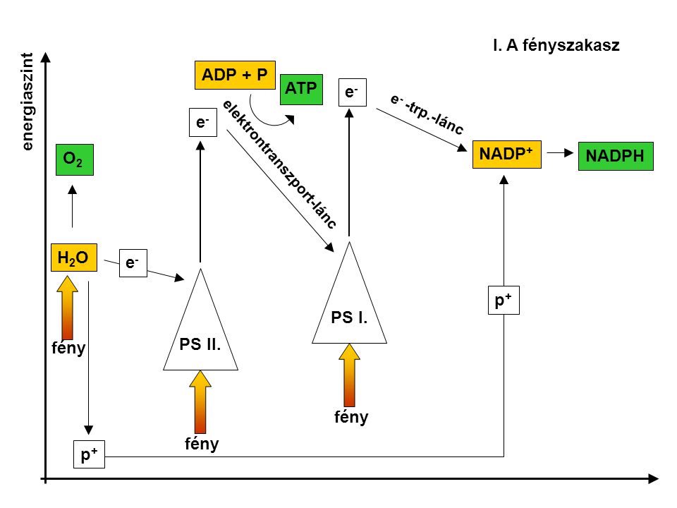 I. A fényszakasz ADP + P energiaszint ATP e- e- NADP+ NADPH O2 H2O e-