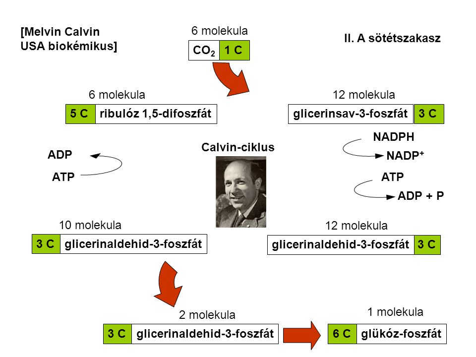 [Melvin Calvin USA biokémikus] 6 molekula. II. A sötétszakasz. CO2. 1 C. 6 molekula. 12 molekula.