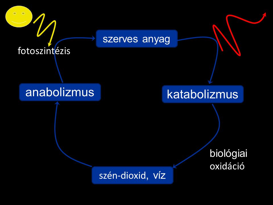 anabolizmus katabolizmus szerves anyag fotoszintézis biológiaioxidáció