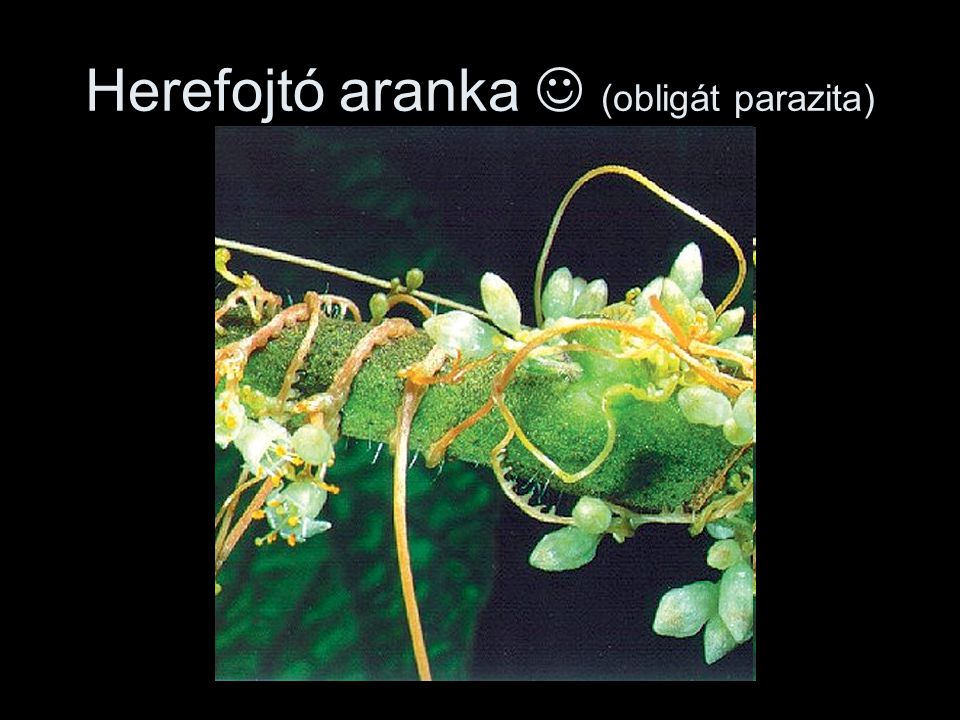 Herefojtó aranka  (obligát parazita)