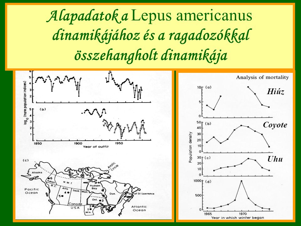 Alapadatok a Lepus americanus dinamikájához és a ragadozókkal összehangholt dinamikája
