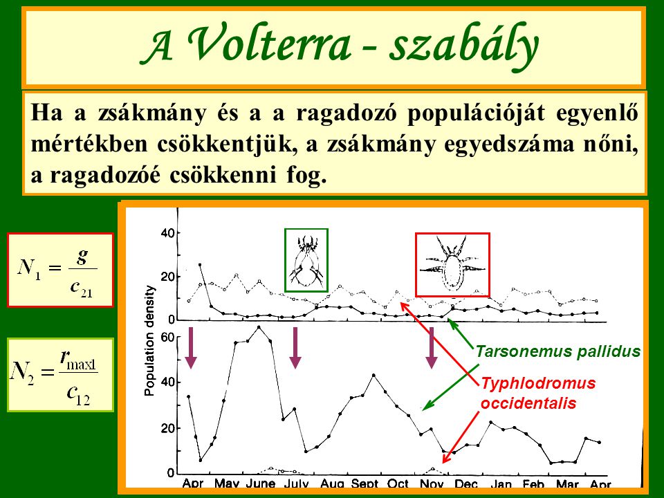 A Volterra - szabály Ha a zsákmány és a a ragadozó populációját egyenlő mértékben csökkentjük, a zsákmány egyedszáma nőni, a ragadozóé csökkenni fog.