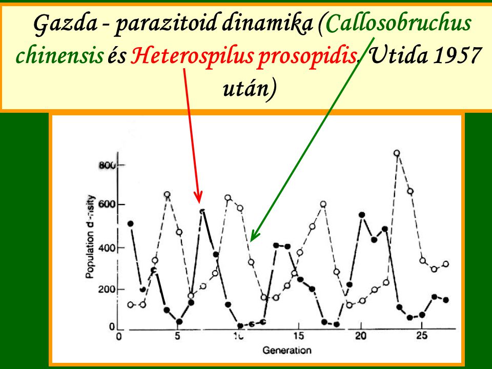 Gazda - parazitoid dinamika (Callosobruchus chinensis és Heterospilus prosopidis, Utida 1957 után)