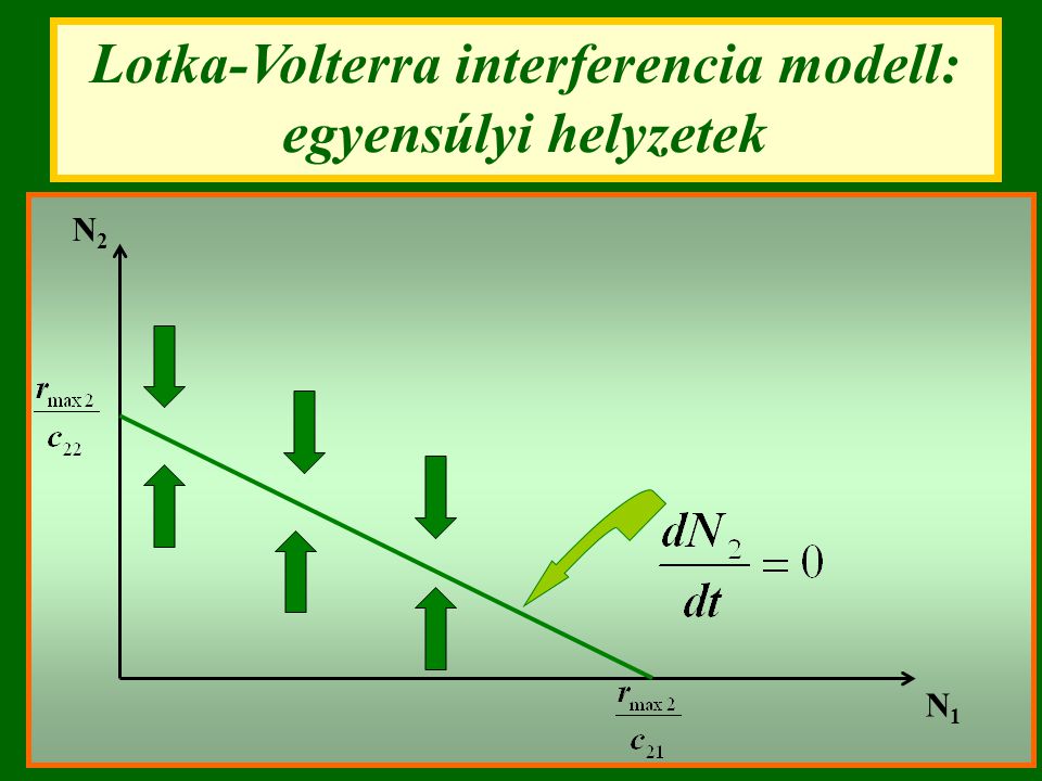 Lotka-Volterra interferencia modell: egyensúlyi helyzetek