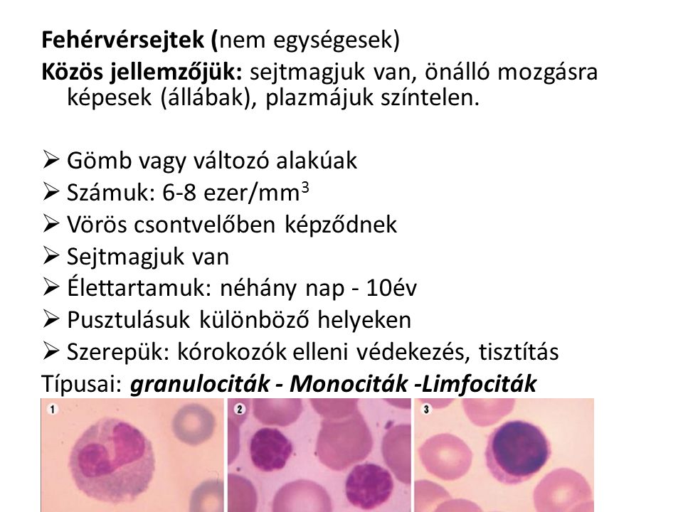 Fehérvérsejtek (nem egységesek)