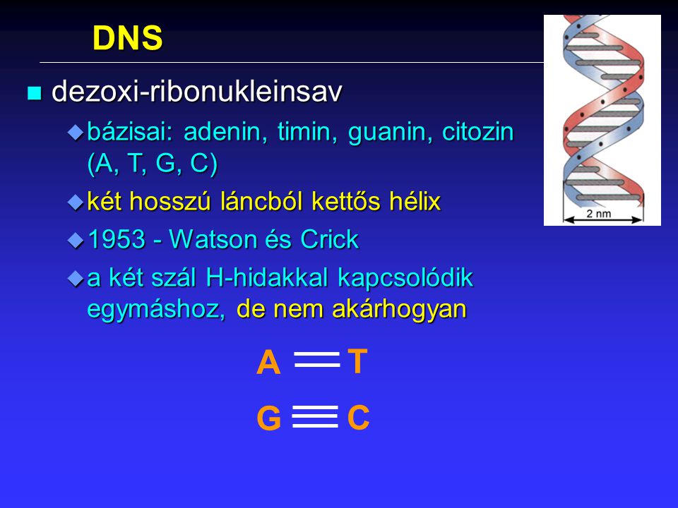 DNS A T G C dezoxi-ribonukleinsav