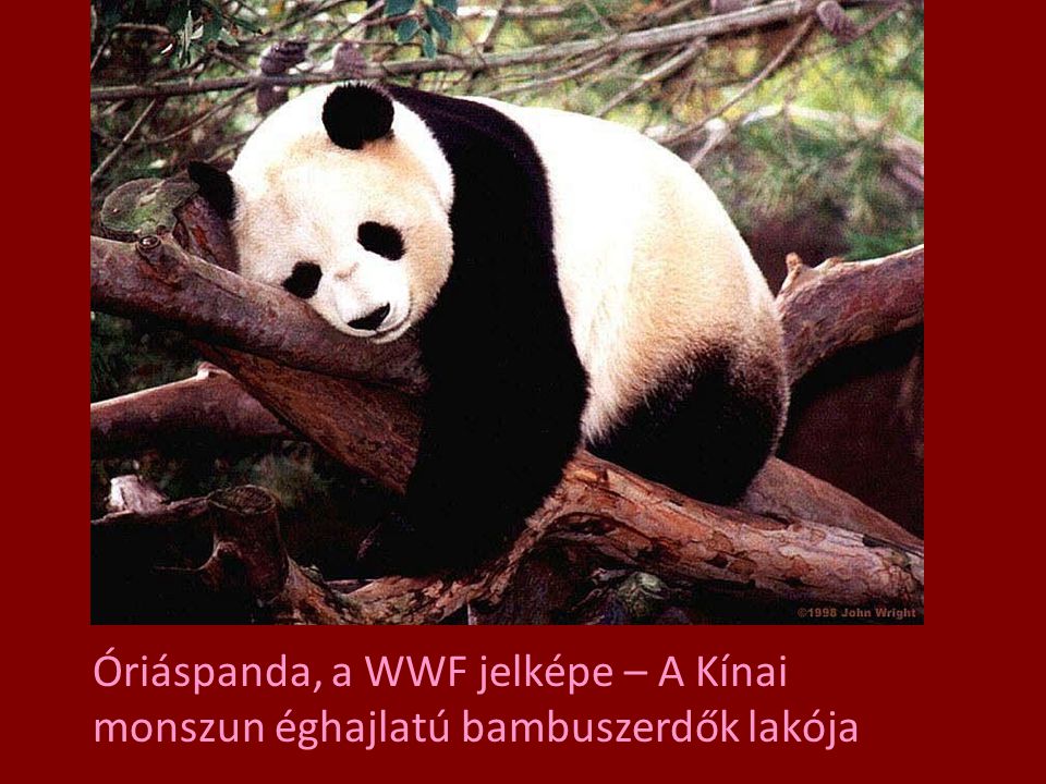 Óriáspanda, a WWF jelképe – A Kínai monszun éghajlatú bambuszerdők lakója