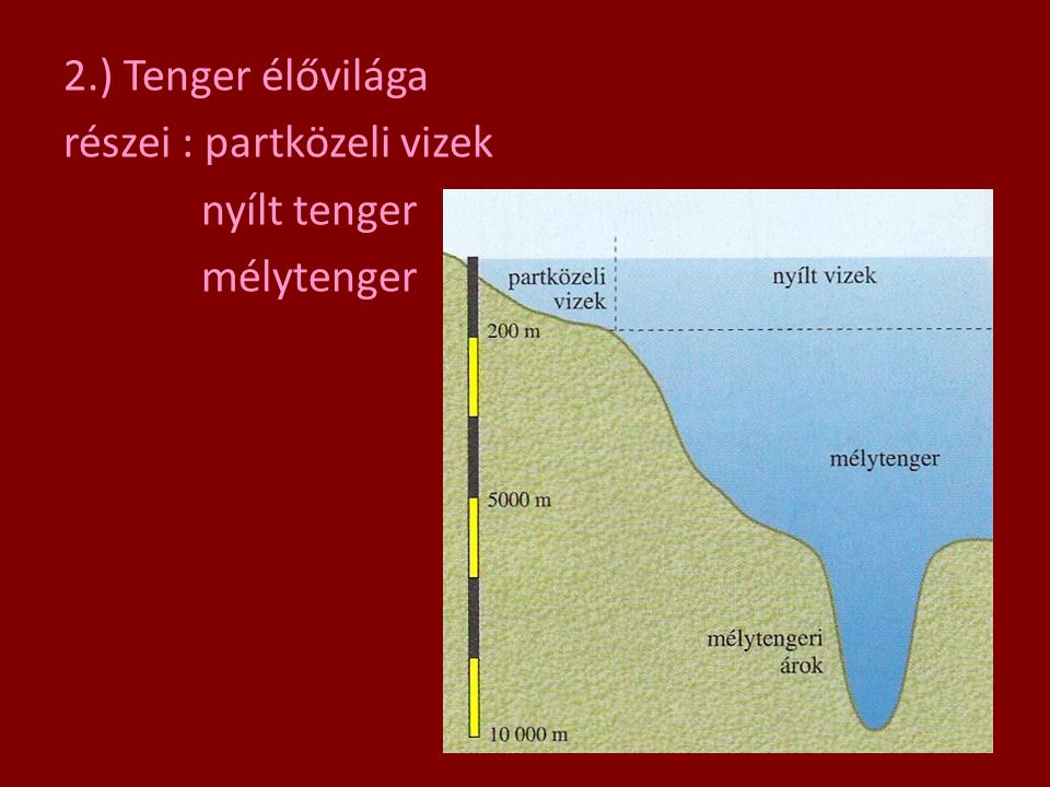 2.) Tenger élővilága részei : partközeli vizek nyílt tenger mélytenger