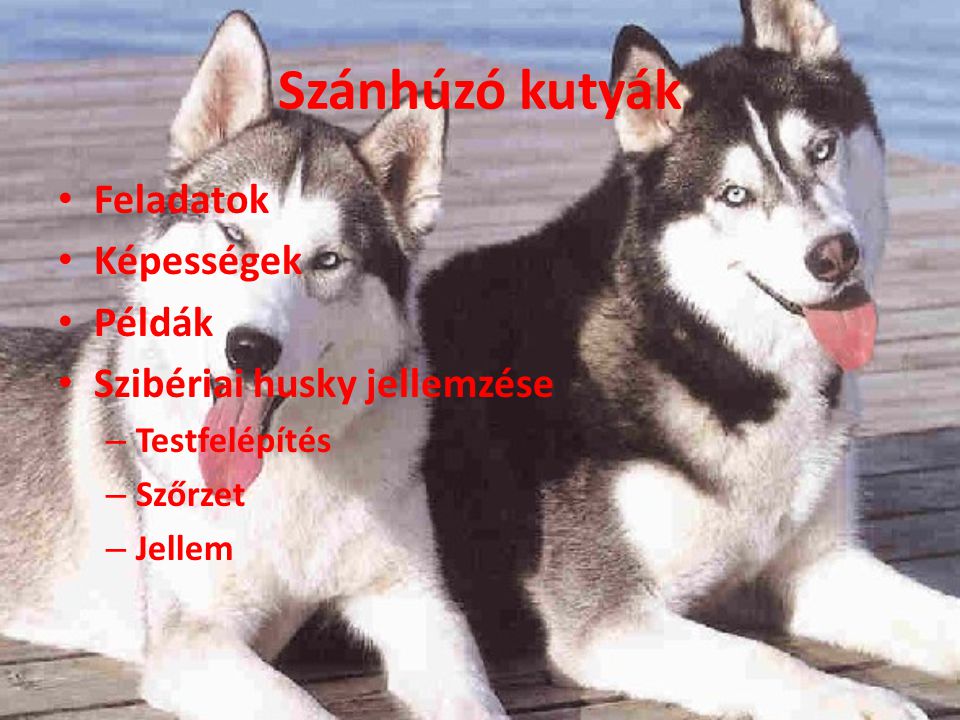 Szánhúzó kutyák Feladatok Képességek Példák Szibériai husky jellemzése