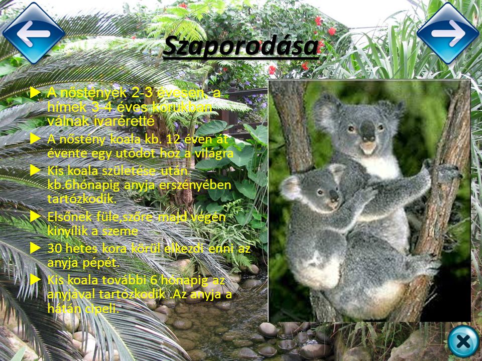 Szaporodása A nőstények 2-3 évesen, a hímek 3-4 éves korukban válnak ivaréretté. A nőstény koala kb. 12 éven át évente egy utódot hoz a világra.