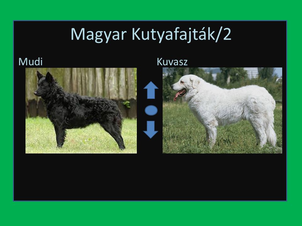 Magyar Kutyafajták/2 Mudi Kuvasz