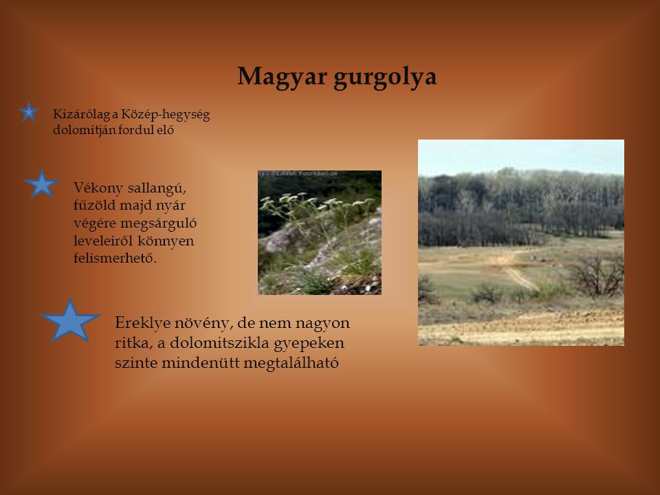 Magyar gurgolya Kizárólag a Közép-hegység dolomitján fordul elő.