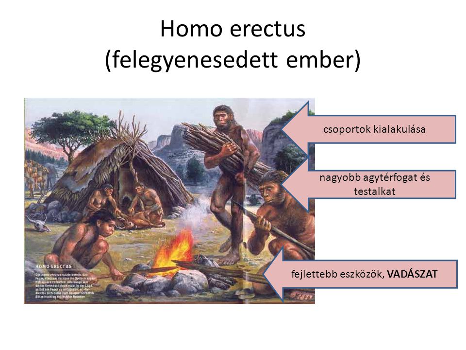 Homo erectus (felegyenesedett ember)