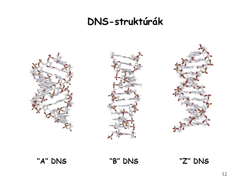 DNS-struktúrák A DNS B DNS Z DNS