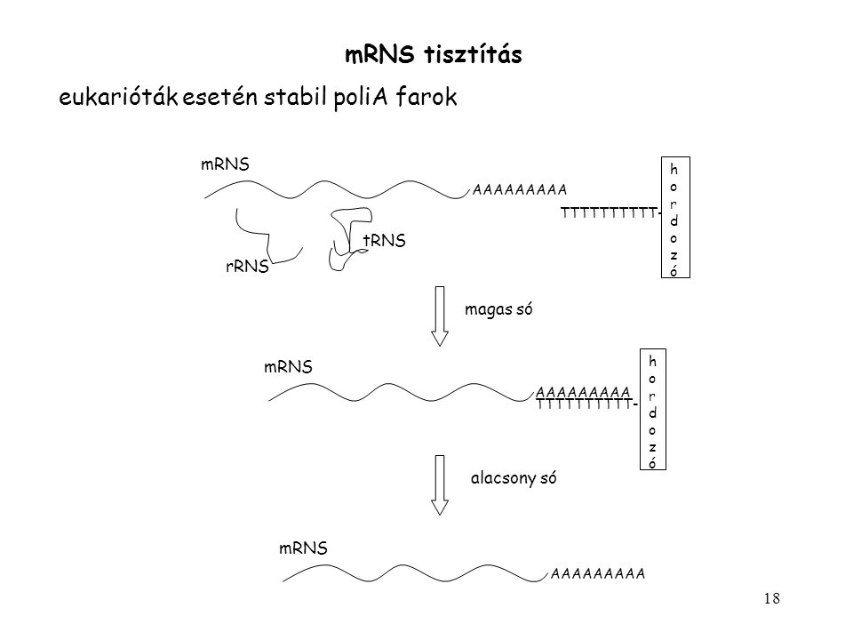 eukarióták esetén stabil poliA farok